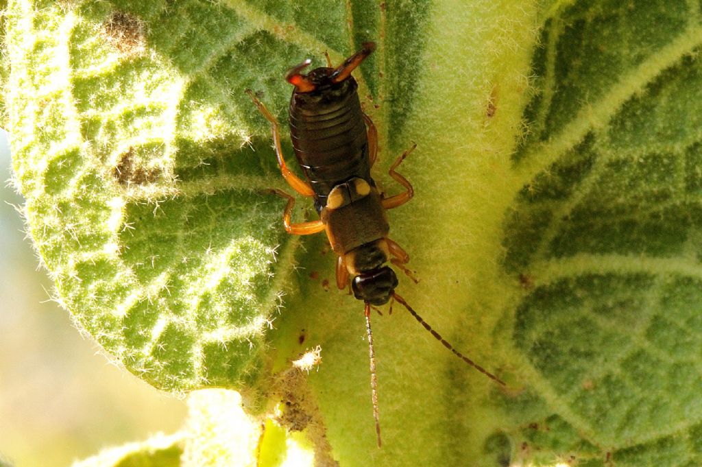 Forficula auricularia maschio?